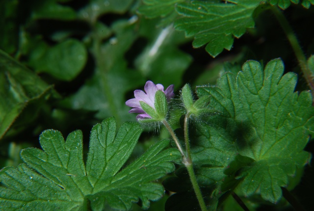 Geranium molle